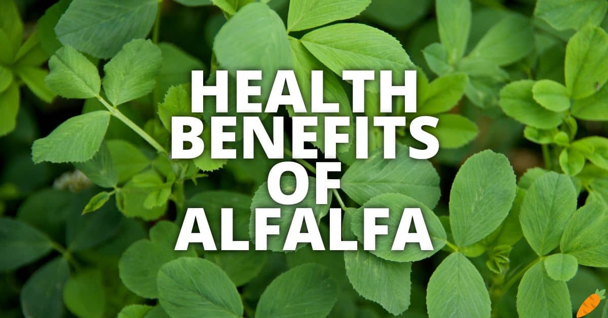 Potential Health Benefits Of Alfalfa