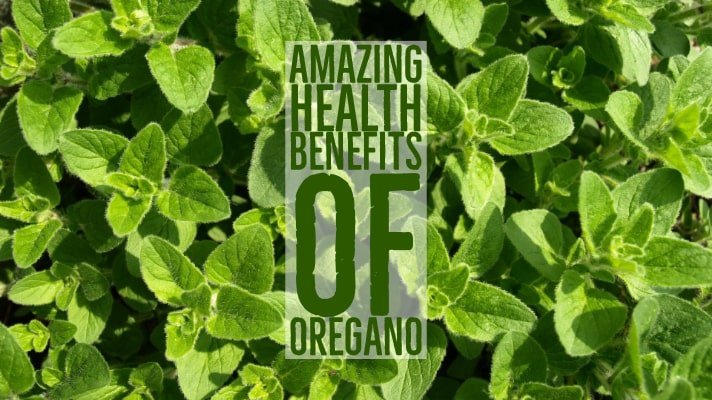 Amazing Oregano Health Benefits