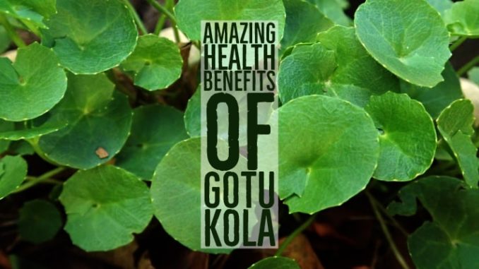 Amazing Health Benefits Gotu Kola