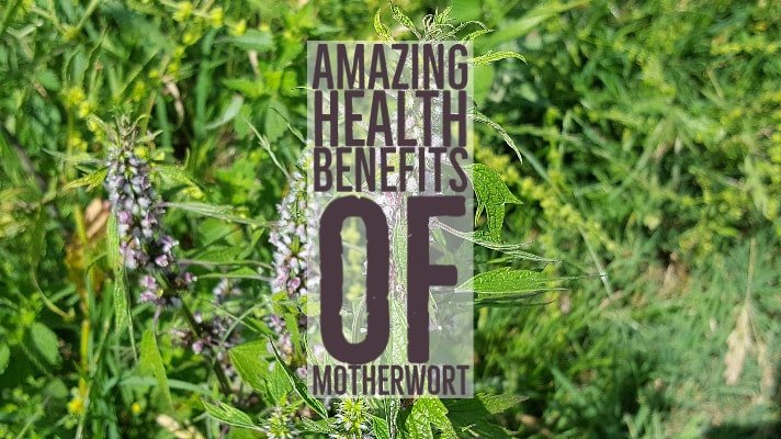 Amazing Health Benefits Motherwort