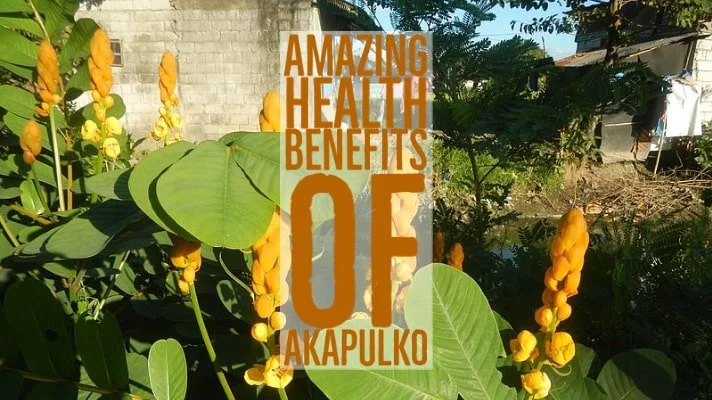 Potential Health Benefits Akapulko