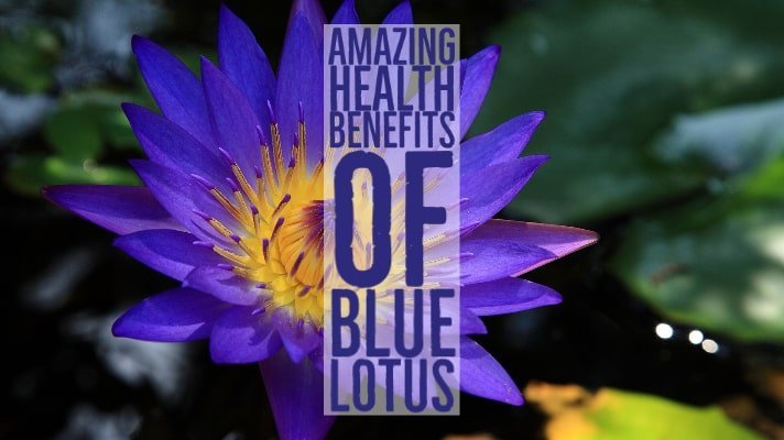 Amazing Health Benefits Blue Lotus