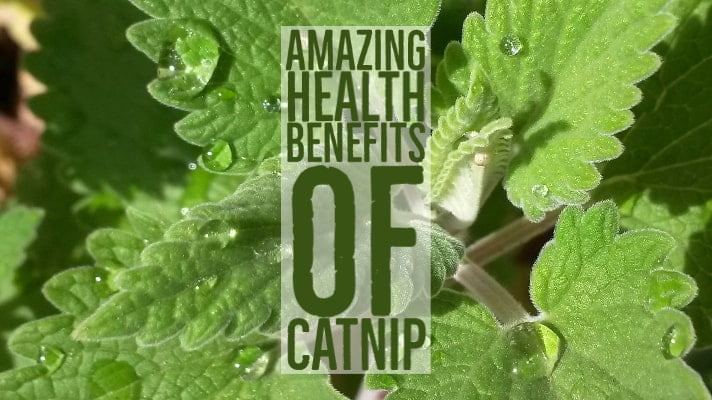 Amazing Health Benefits Catnip
