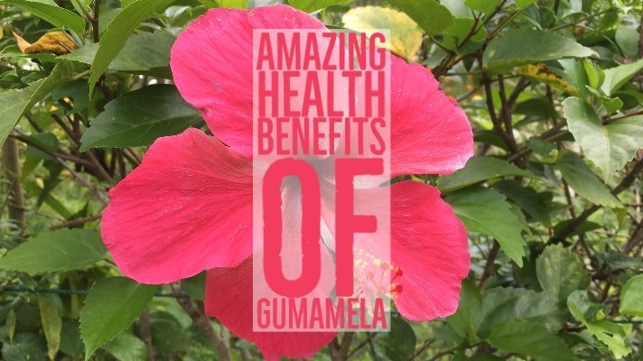 Amazing Health Benefits Gumamela