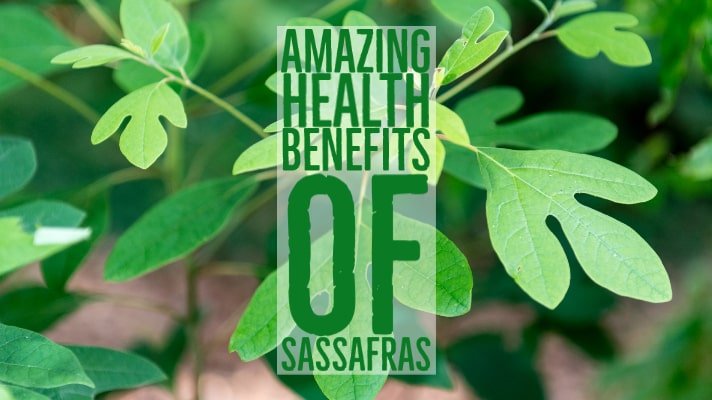 Amazing Health Benefits Sassafras