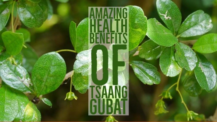 Amazing Health Benefits Tsaang Gubat