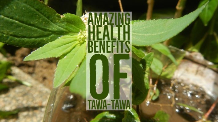 Amazing Health Benefits Tawa-Tawa