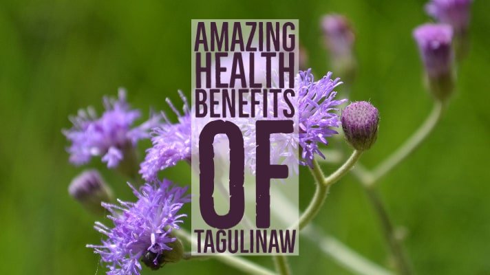 Amazing Health Benefits Tagulinaw