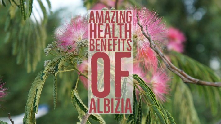 Amazing Health Benefits Albizia