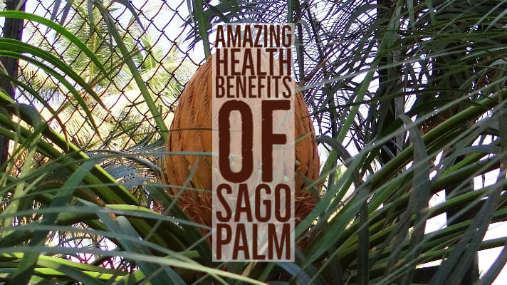 Amazing Health Benefits Sago Palm