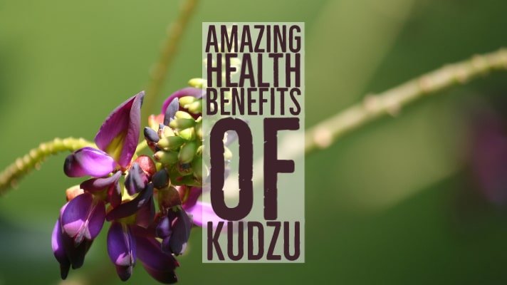 Amazing Health Benefits Kudzu