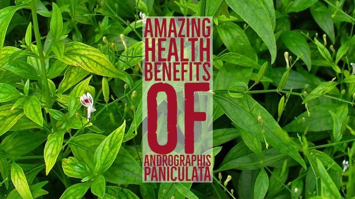 Amazing Health Benefits Andrographis Paniculata