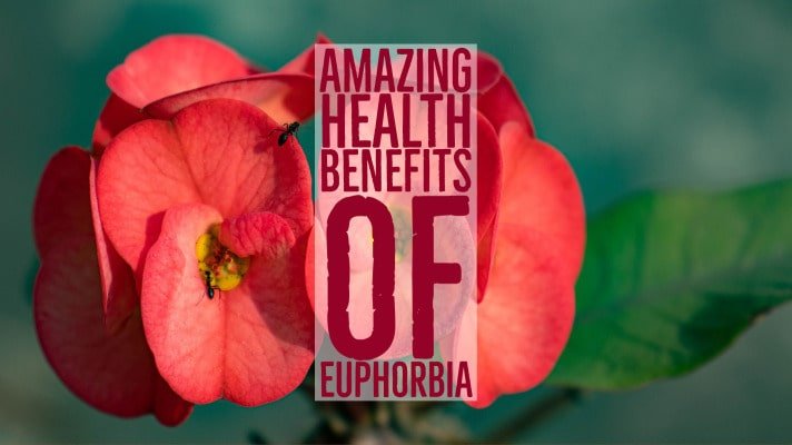 Amazing Health Benefits Euphorbia
