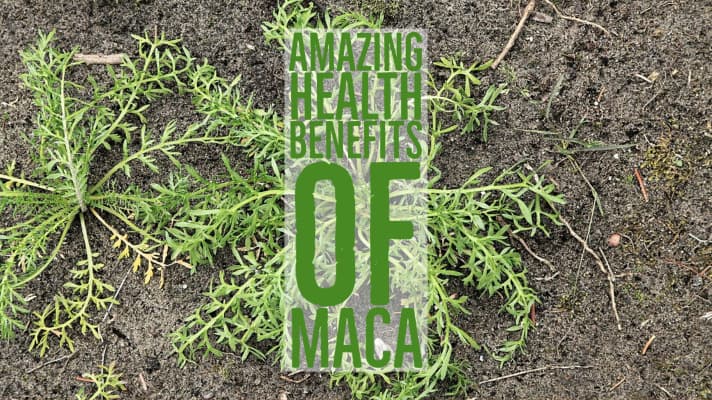 Amazing Health Benefits Maca