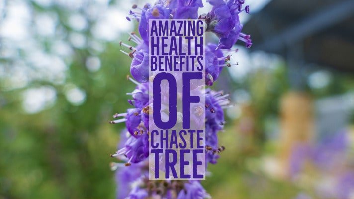 Amazing Health Benefits Chaste Tree