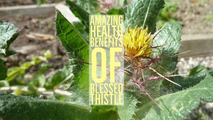 Amazing Health Benefits Blessed Thistle