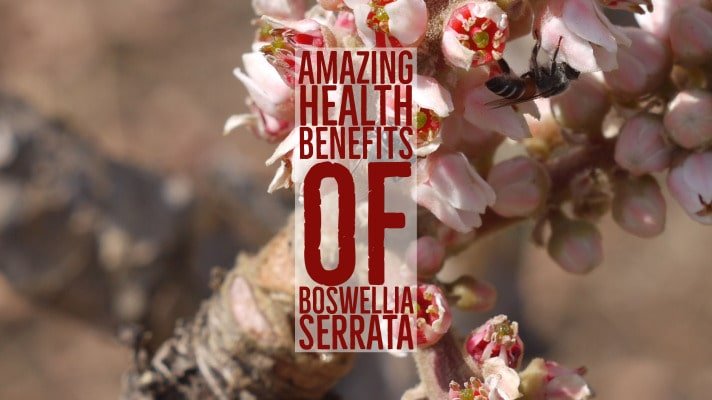 Amazing Health Benefits Boswellia Serrata
