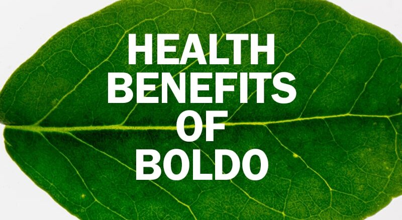 Amazing Health Benefits Boldo