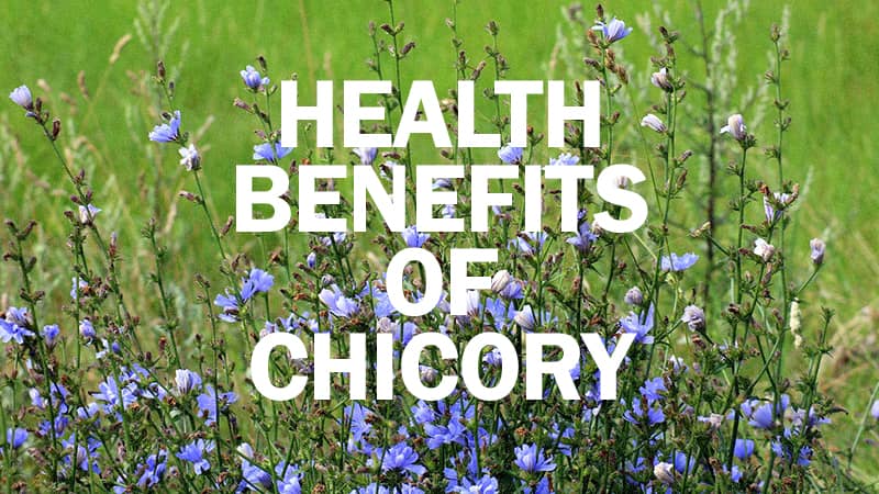 Amazing Health Benefits Chicory