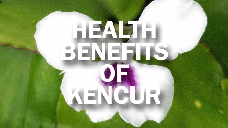 Amazing Health Benefits Kencur