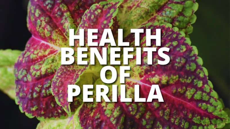 15-amazing-health-benefits-of-perilla