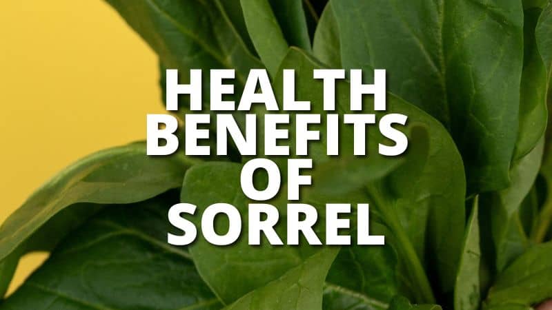 Amazing Health Benefits Sorrel