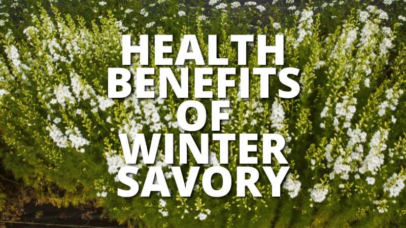 Amazing Health Benefits Winter Savory