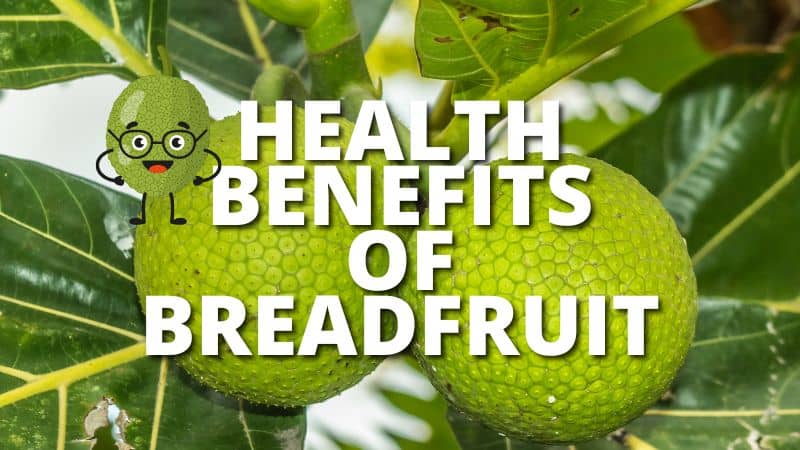 Amazing Health Benefits Breadfruit