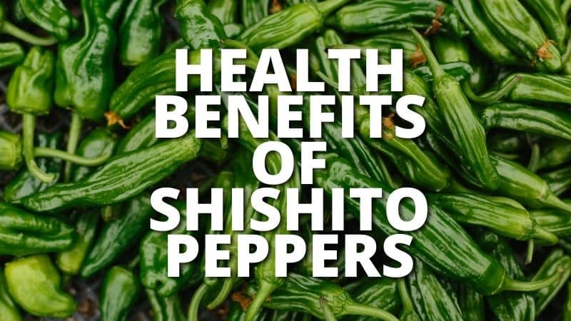 Amazing Health Benefits Shishito Peppers