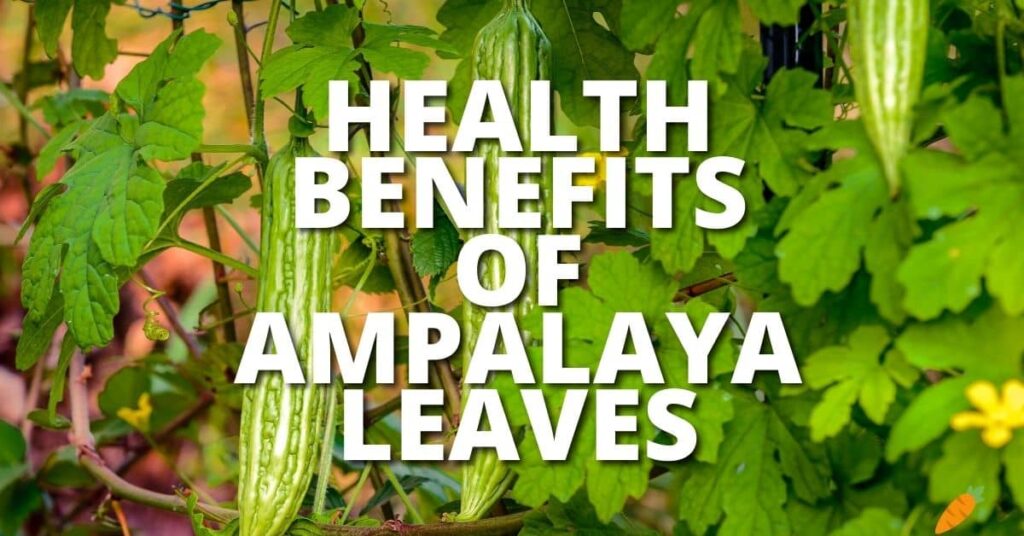 Potential Health Benefits of Ampalaya Leaves