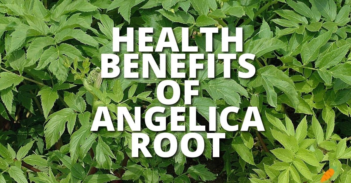 Potential Health Benefits Angelica Root