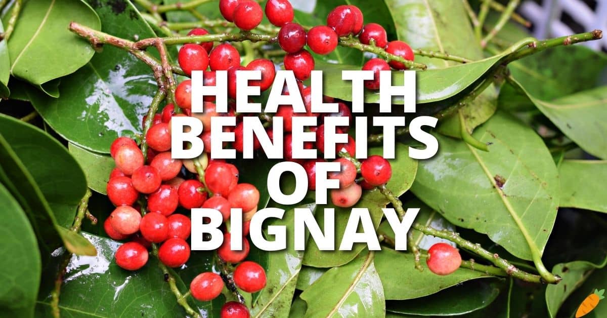 Potential Health Benefits Bignay