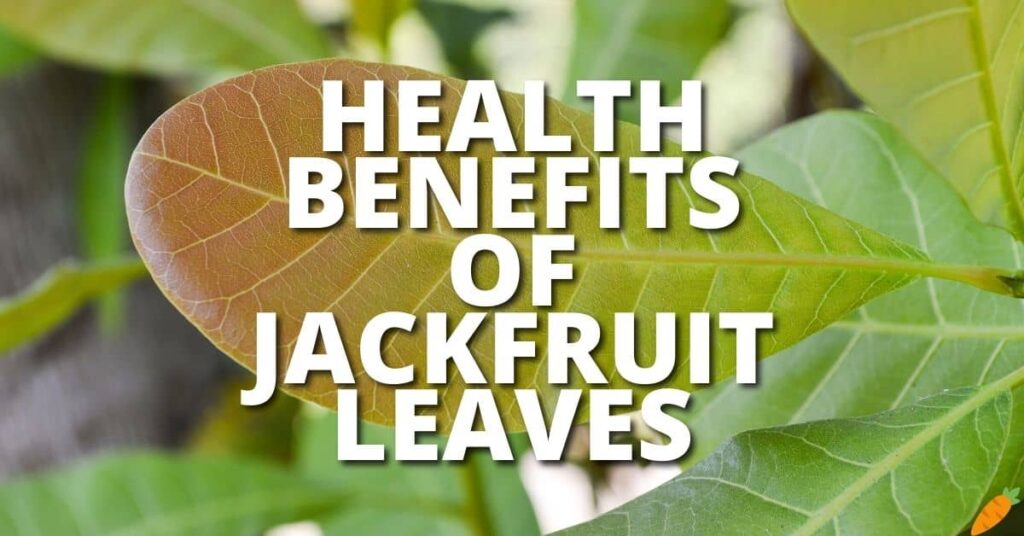 Potential Health Benefits Jackfruit Leaves