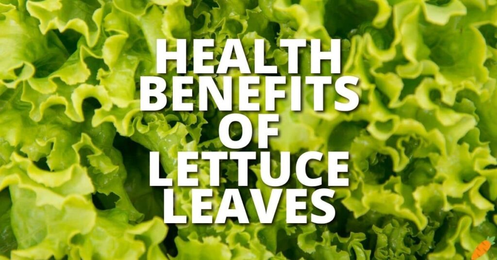 Potential Health Benefits Lettuce Leaves