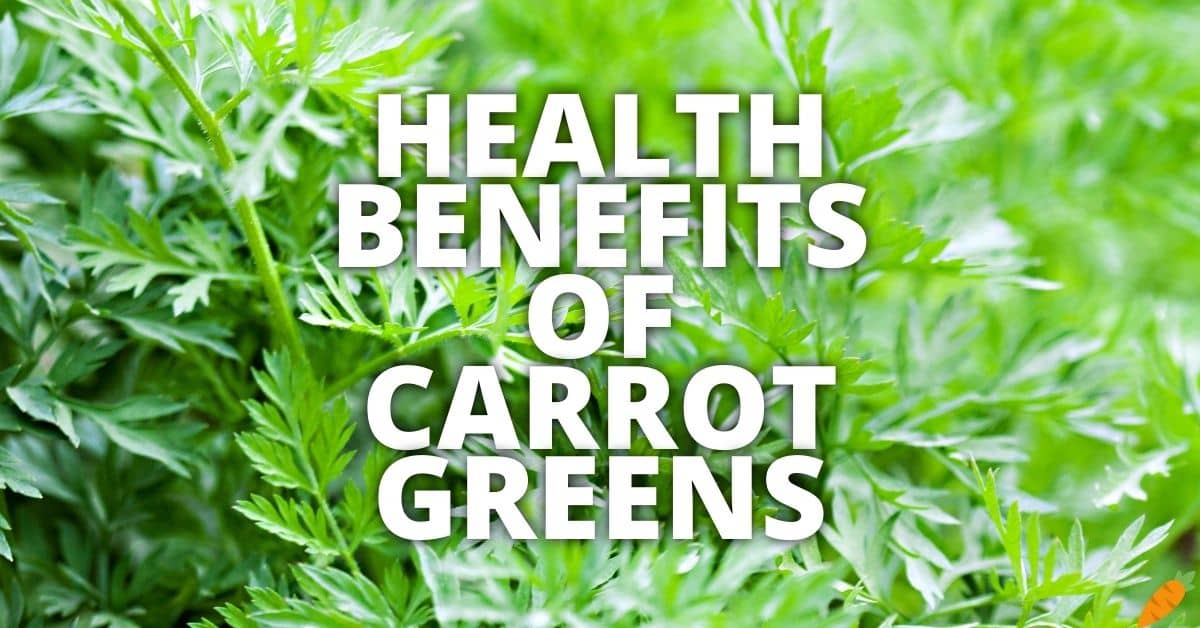 Potential Health Benefits Carrot Greens