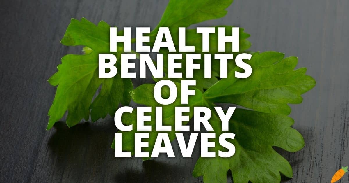 Potential Health Benefits Celery Leaves