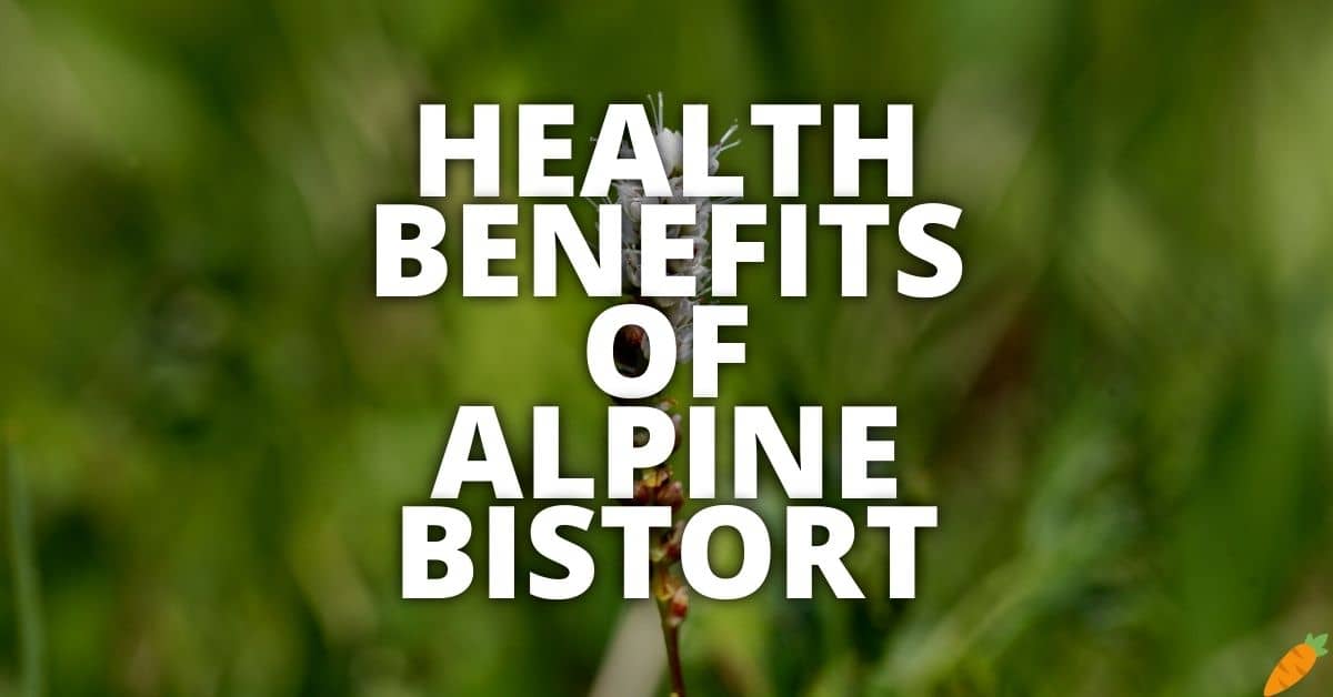 Potential Health Benefits Of Alpine Bistort