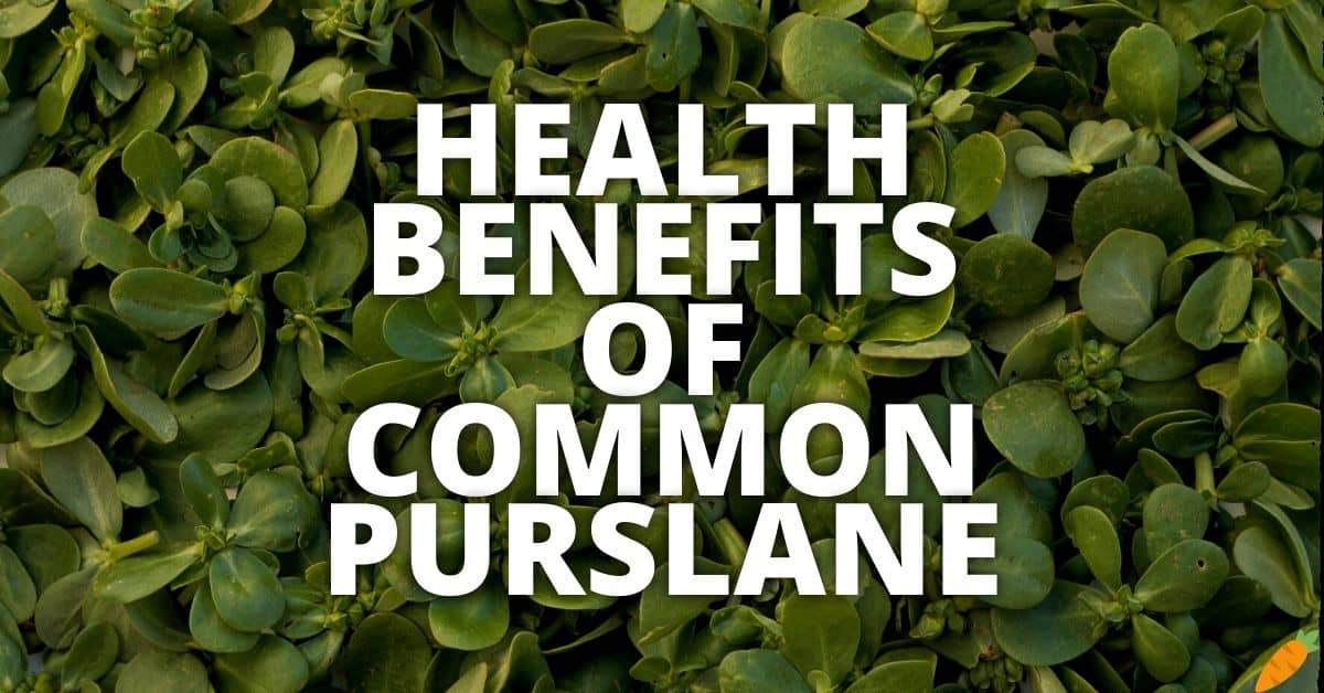 Potential Health Benefits Of Common Purslane