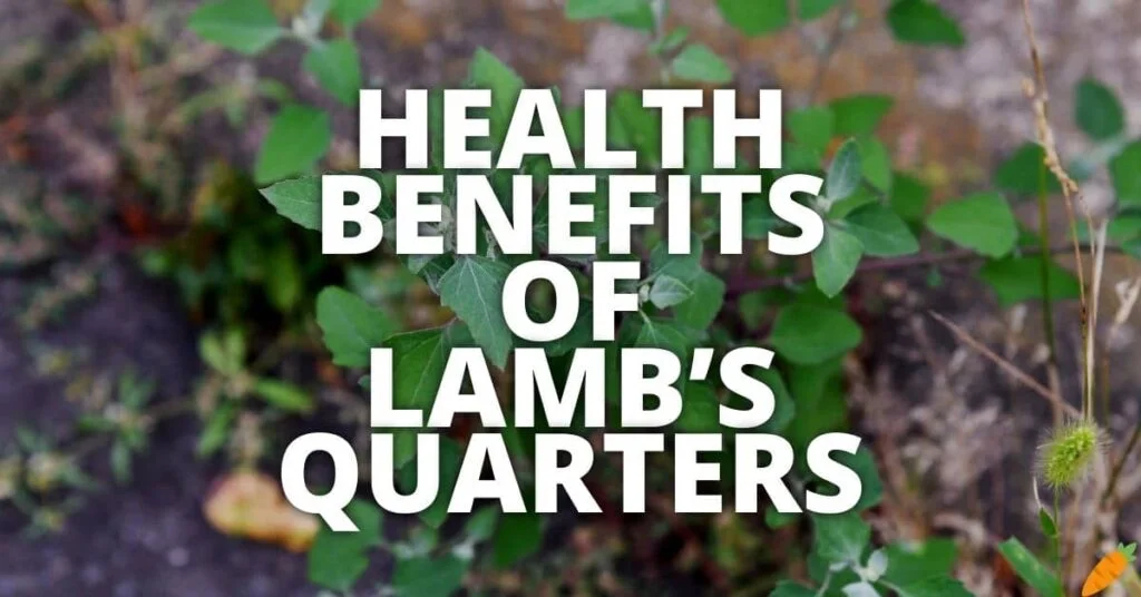 Potential Health Benefits Of Lamb’s Quarters