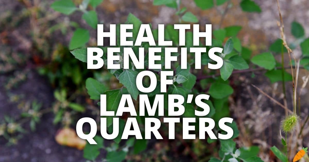 Potential Health Benefits Of Lambâ€™s Quarters