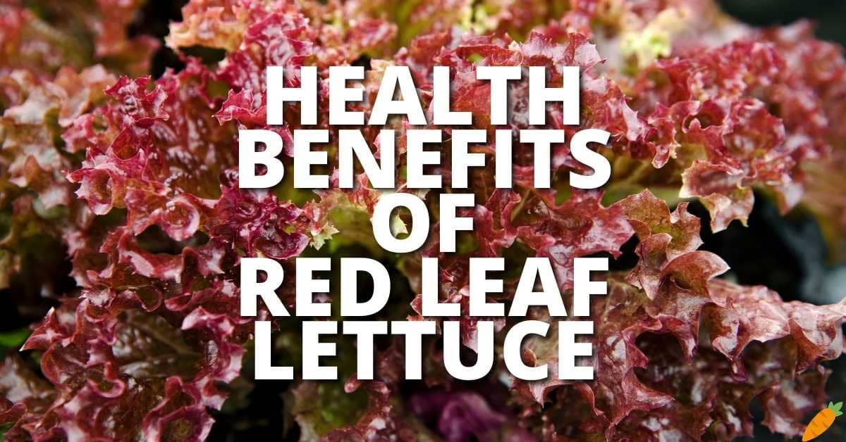 Potential Health Benefits Red Leaf Lettuce
