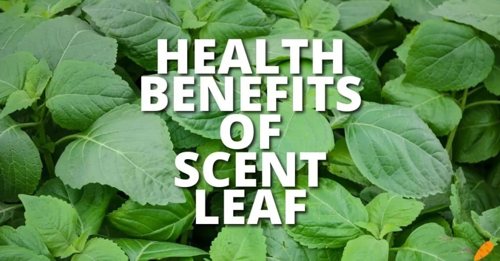 Potential Health Benefits of Scent Leaves
