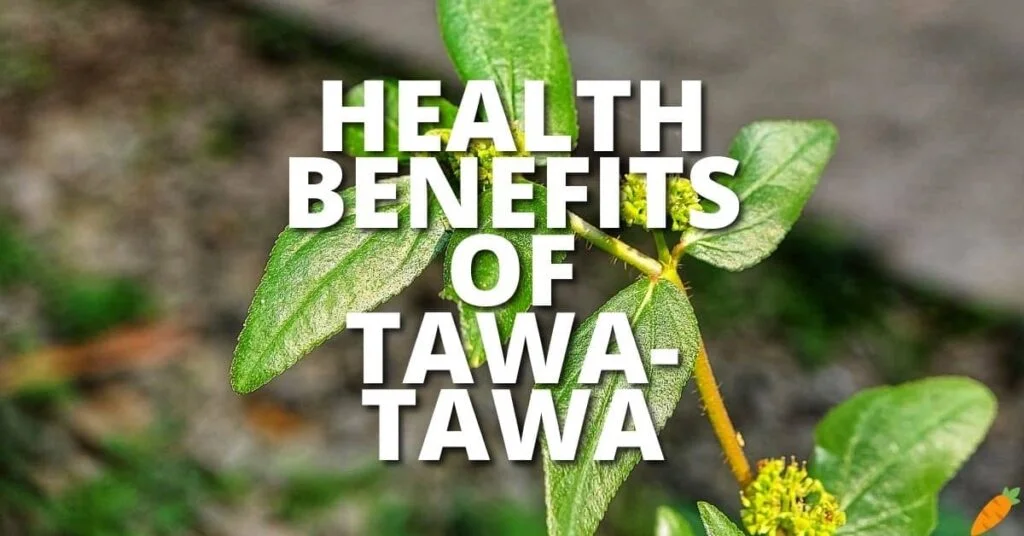 Possible Health Benefits Tawa-Tawa