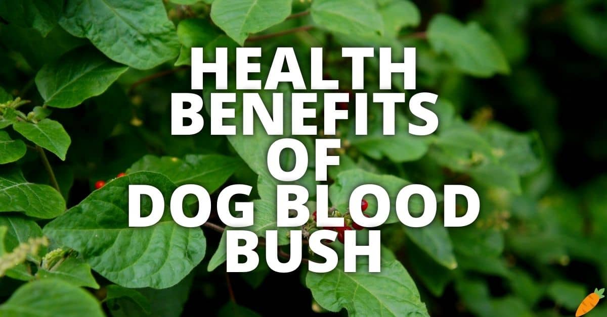 Potential Health Benefits Of Dog Blood Bush