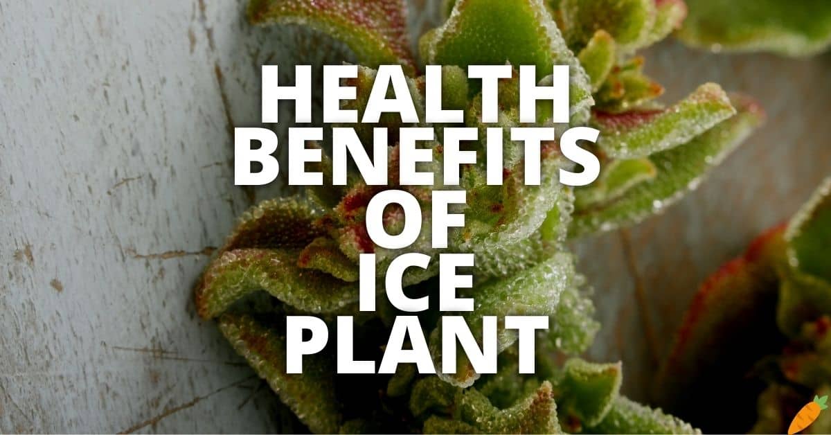 Potential Health Benefits Of Ice Plant