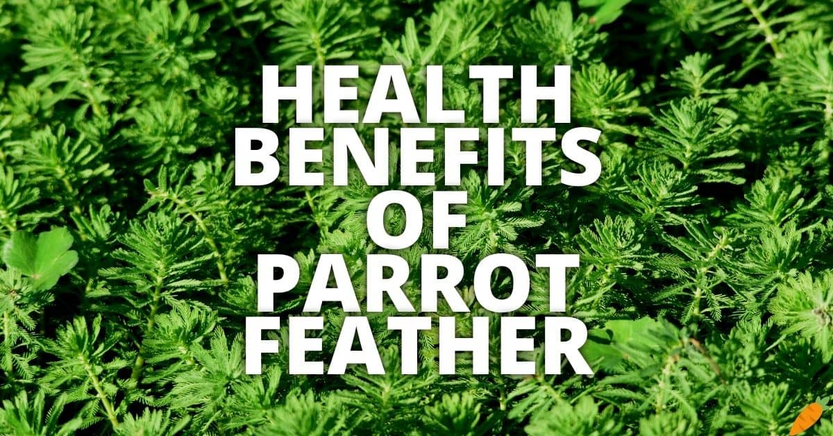 Potential Health Benefits Of Parrot Feather