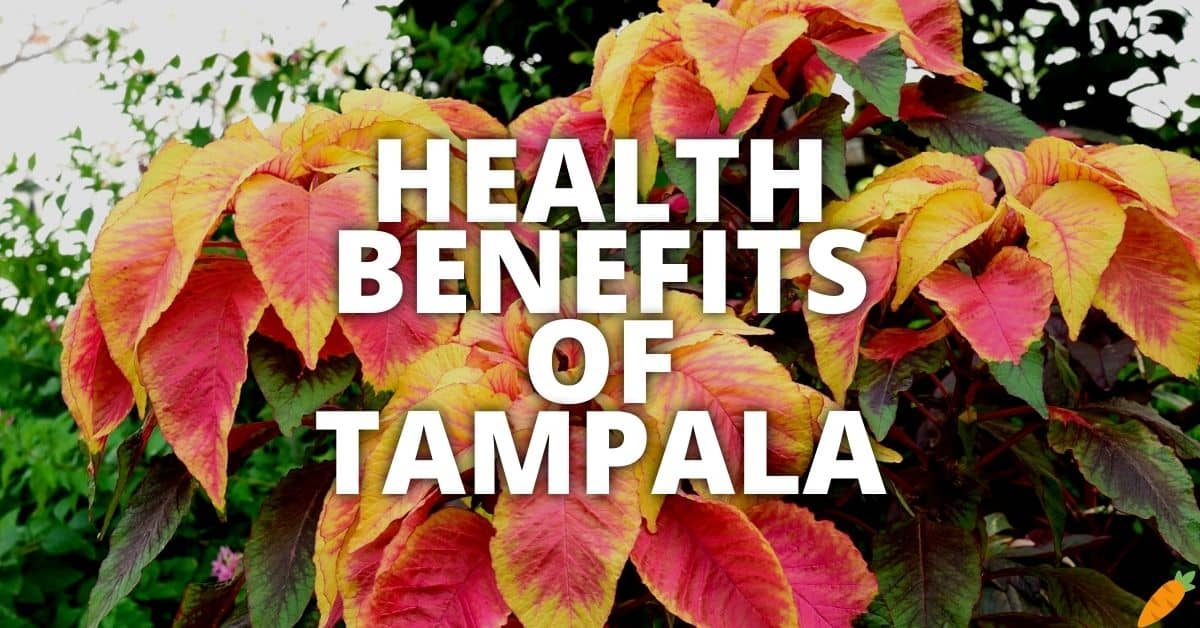 Potential Health Benefits Of Tampala