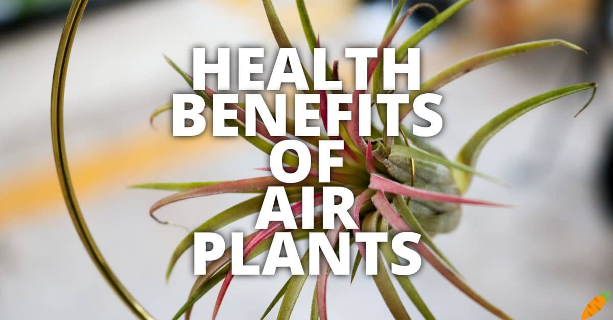Potential Health Benefits Of Air Plants