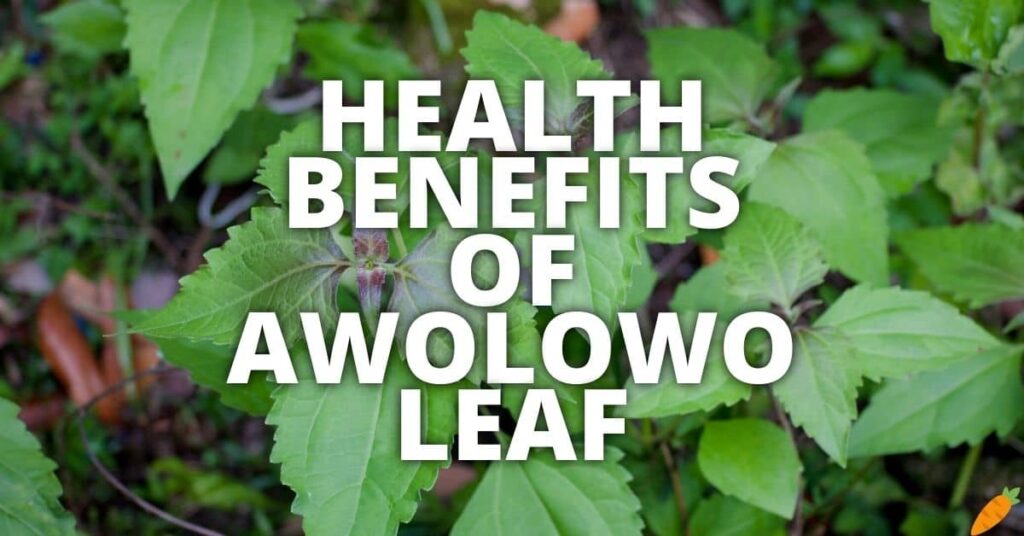 Potential Health Benefits Of Awolowo Leaf