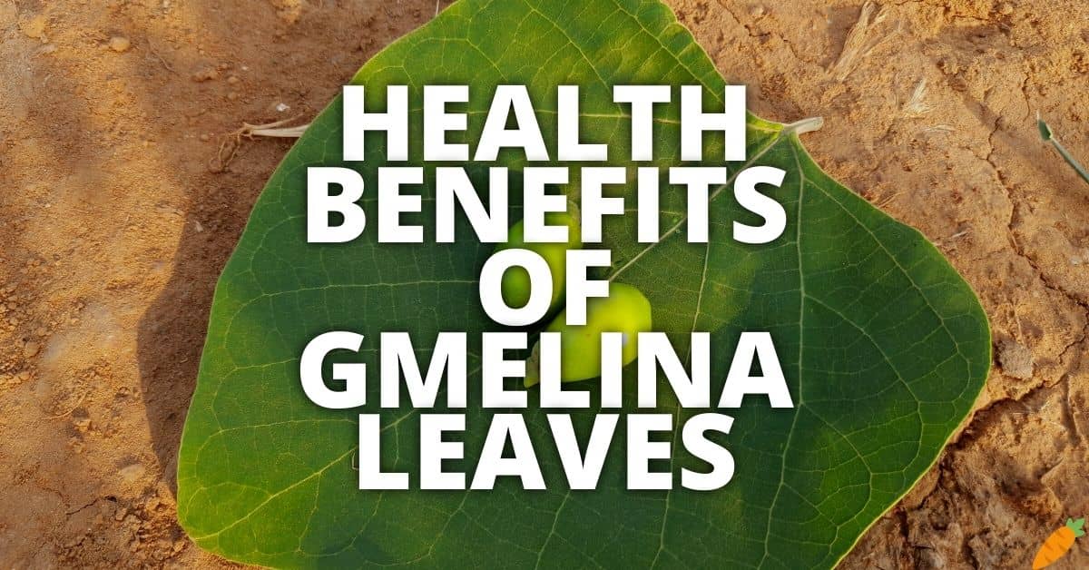 Potential Health Benefits Of Gmelina Leaves